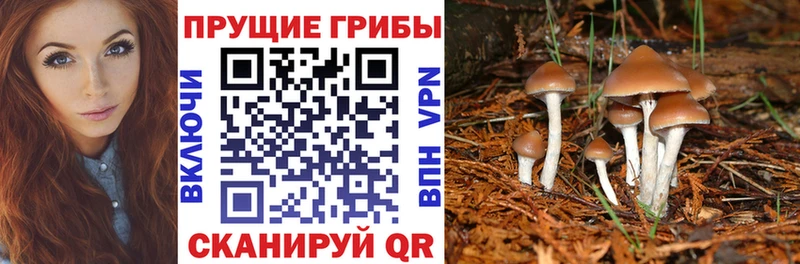 как найти   Далматово  Галлюциногенные грибы GOLDEN TEACHER 